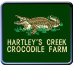 C1 Full Colour Crocodile